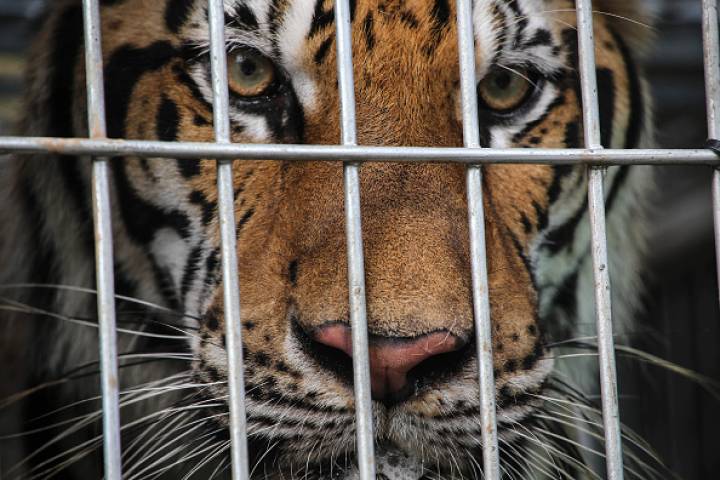 Campanha Nacional de Combate ao Tráfico de Animais Selvagens mostra